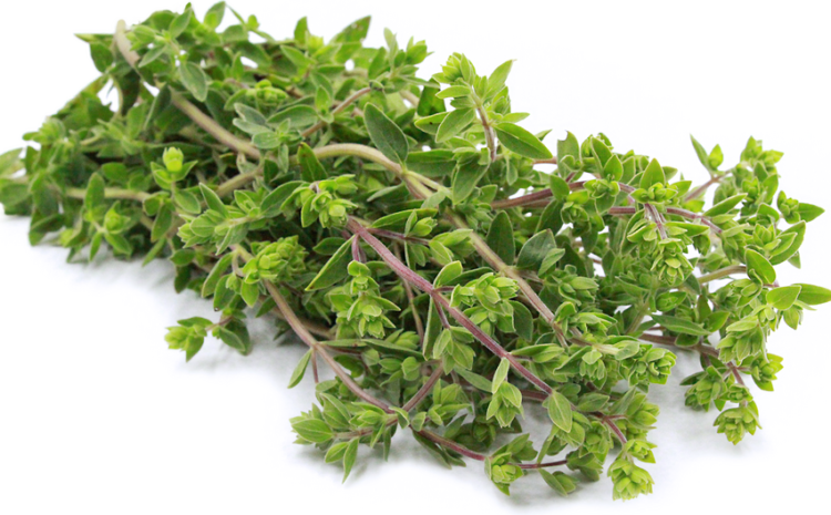 Sweet Marjoram Nutrition Facts – know more about its benefits and uses