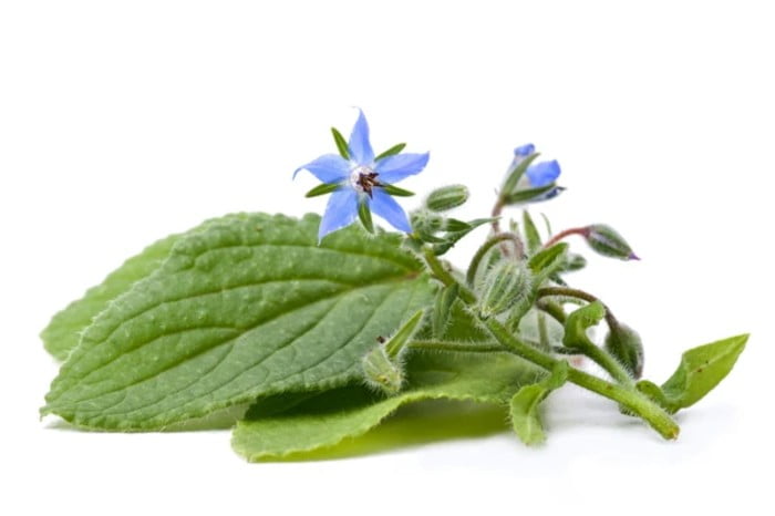  Borage Nutrition Facts – Nutritional Value and its Uses