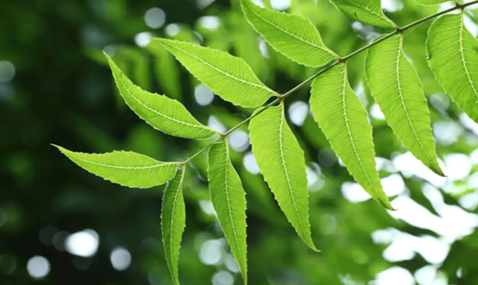 Local Name For Neem Leaves