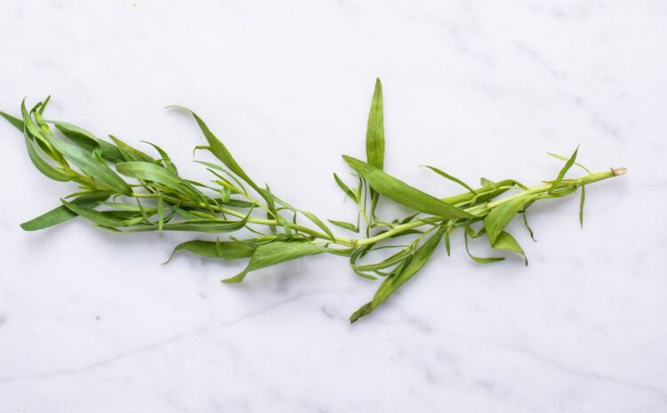  Tarragon Herb Nutrition – Health Benefits and Its Uses