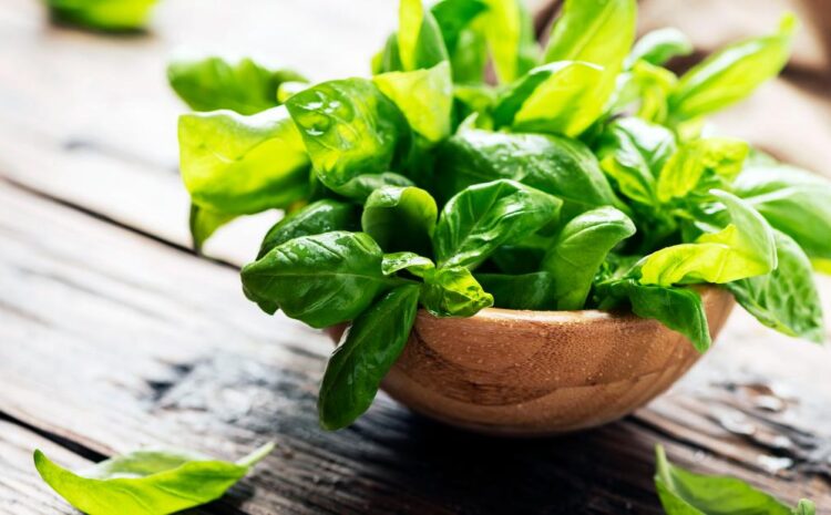  Basil Herb Nutrition Facts – Most Common Varieties and Uses