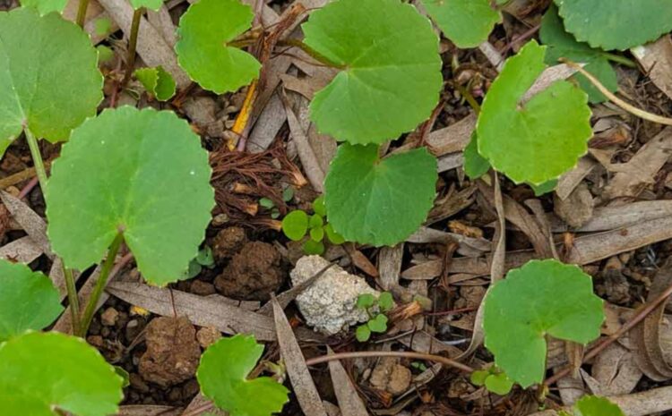 Gotu Kola (Centella asiatica) Herb – Know More About its Benefits and Uses