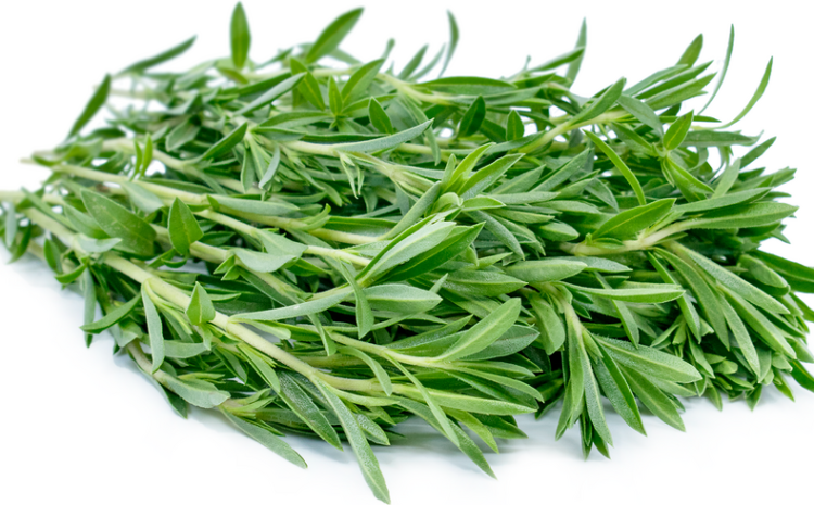  Summer Savory Herb Nutrition Facts -know about its benefits and uses