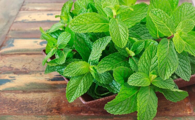  Spearmint Nutrition Facts -know more about its benefits and uses
