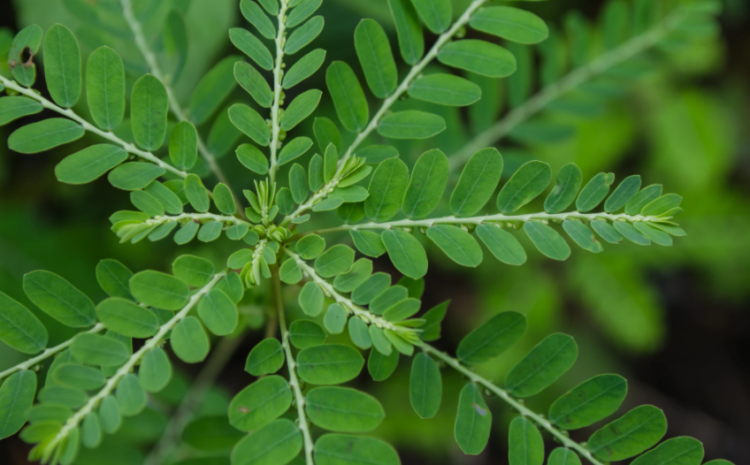  Phyllanthus niruri/Chanca Piedra( भुई आंवला ) – Its benefits and uses
