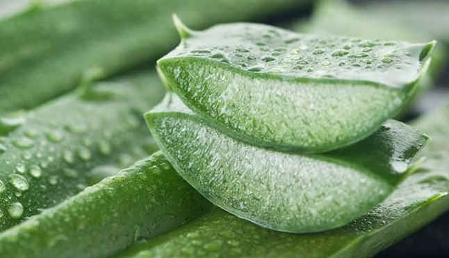  Aloe Vera Herb – Know more About its facts and Benefits