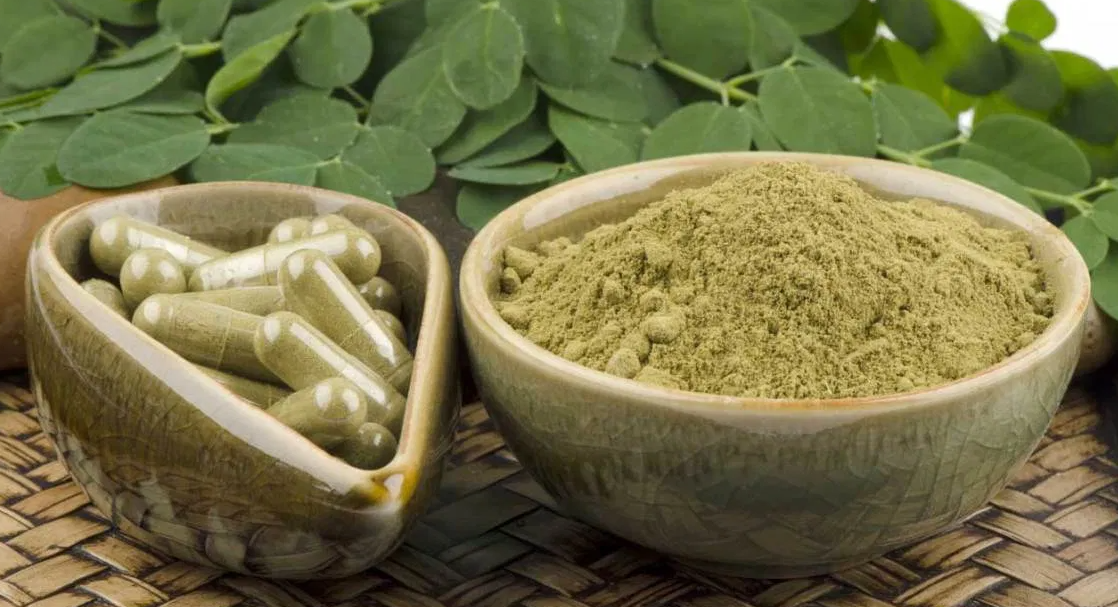 Moringa oleifera(सहिजन ) - Its Health benefits and uses - Herbs Report